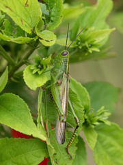 Melicodes tenebrosa vittaticollis