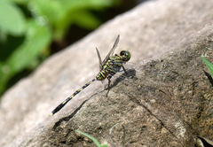 Orthetrum serapia