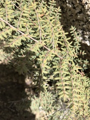 Pellaea mucronata mucronata