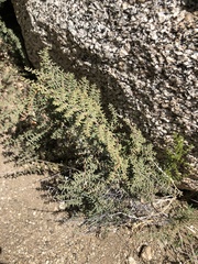 Pellaea mucronata mucronata