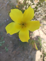 Balbisia peduncularis