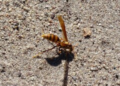 Polistes carnifex carnifex