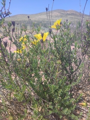 Balbisia peduncularis