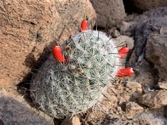 Mammillaria grahamii