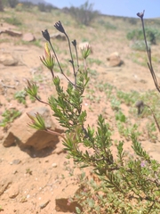 Balbisia peduncularis