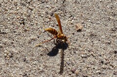 Polistes carnifex carnifex