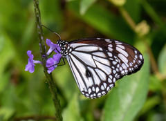 Danaus melanippus edmondii