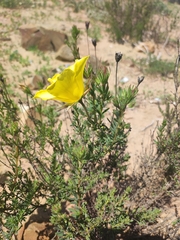 Balbisia peduncularis