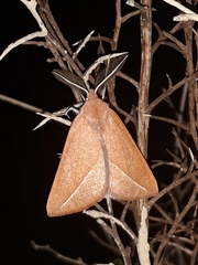 Compsoptera opacaria