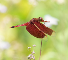 Neurothemis ramburii