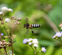 Apis dorsata breviligula