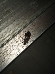 Nicrophorus orbicollis