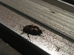Nicrophorus orbicollis
