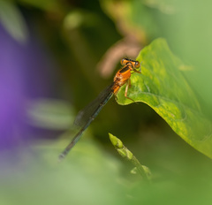 Ischnura