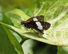 Notocrypta