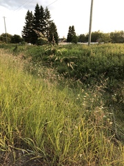 Sporobolus rigidus magnus