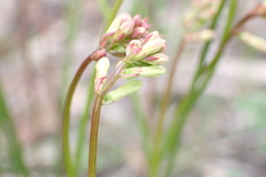 Stackhousia aspericocca