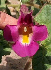 Proboscidea parviflora