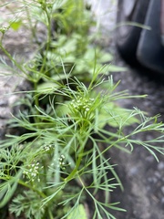 Cyclospermum leptophyllum