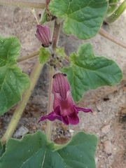 Proboscidea parviflora