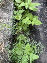 Cyclospermum leptophyllum