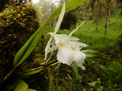 Trichopilia fragrans