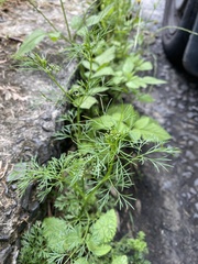 Cyclospermum leptophyllum