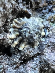 Siphonaria australis