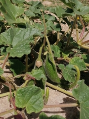 Proboscidea parviflora