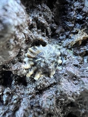 Siphonaria australis