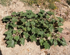 Proboscidea parviflora