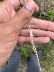 Andropogon ternarius