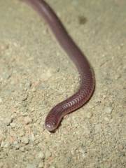 Rena humilis humilis