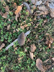 Microtus pennsylvanicus