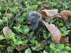 Microtus pennsylvanicus