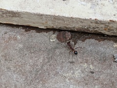 Novomessor albisetosus