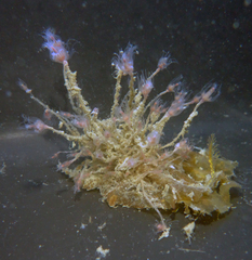 Ectopleura