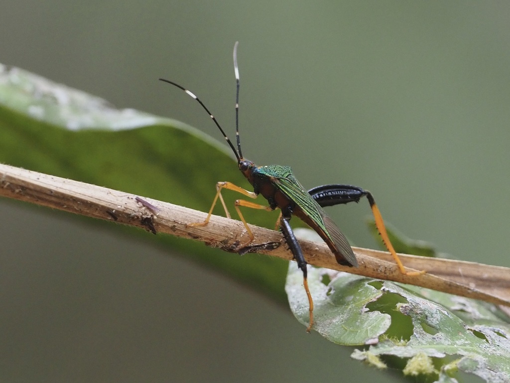 Petalops fortunatus