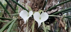 Brassavola