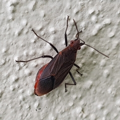 Leptocoris