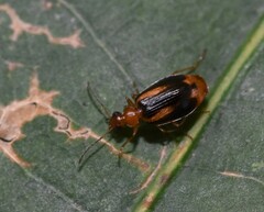 Lebia solea