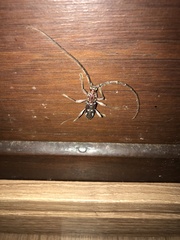 Ambonus interrogationis