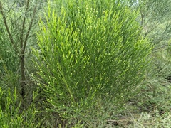 Baccharis sarothroides