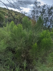 Baccharis sarothroides