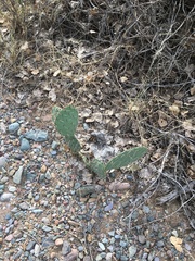 Opuntia engelmannii