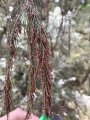 Allocasuarina littoralis