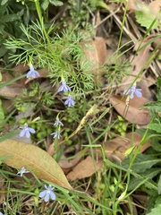 Lobelia quadrangularis