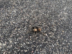 Aphonopelma chalcodes