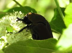 Hologymnetis cinerea