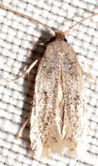 Zimmermannia obrutella